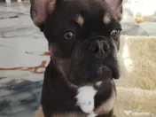 Vând bulldog francez 