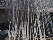 Copaci decorativi de dimensiuni mari și mici 