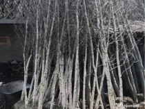 Copaci decorativi de dimensiuni mari și mici