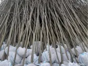 Copaci decorativi de dimensiuni mari și mici 