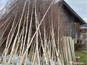 Copaci decorativi de dimensiuni mari și mici 