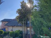 Copaci decorativi de dimensiuni mari și mici 