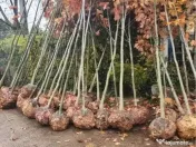 Copaci decorativi de dimensiuni mari și mici 