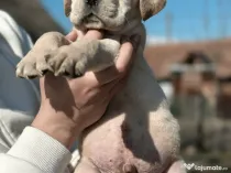 Pui Cane Corso 11 săptămâni