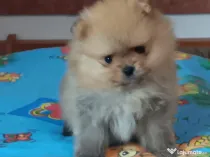 Pui pomeranian de calitate.