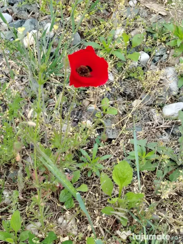 Teren intravilan Giurgiu 500mp
