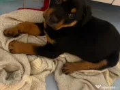 Pui Rottweiler femela 