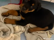 Pui Rottweiler femela