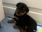 Pui Rottweiler femela 