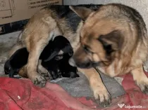 De vanzare pui ciobănesc german