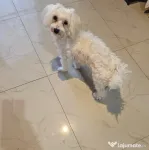 Bichon Maltez Tobi