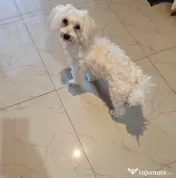 Bichon Maltez Tobi 