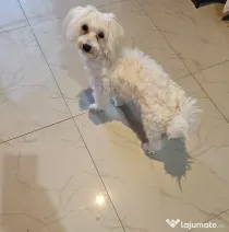 Bichon Maltez Tobi