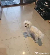 Bichon Maltez Tobi 