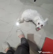 Bichon Maltez Tobi 