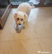 Bichon Maltez Tobi 