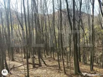 Teren extravilan de vanzare, 3.5 ha padure + pasune in Comun