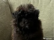 Poodle TOY BLACK 