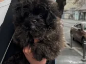 Poodle TOY BLACK 