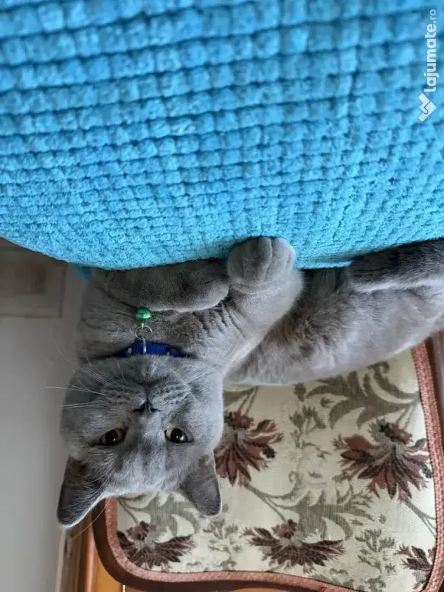 British shorthair