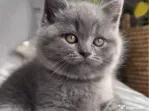 British shorthair