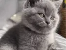 British shorthair