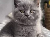 British shorthair 