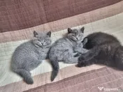 Pui british shorthair blue si brown 