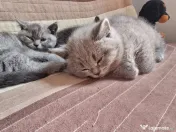 Pui british shorthair blue si brown 