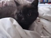 Pui british shorthair blue si brown 