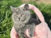 Pui british shorthair blue si brown 