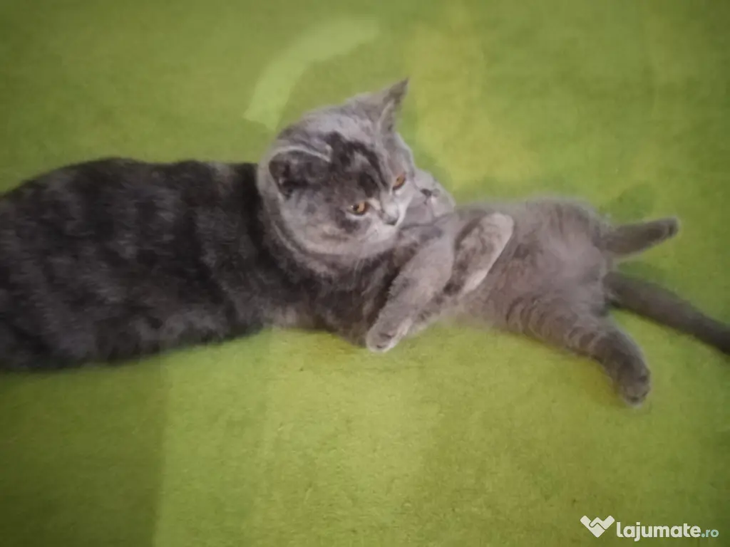 Pui british shorthair blue si brown