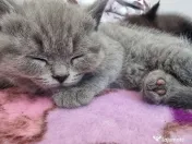 Pui british shorthair blue si brown 