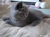 Pui british shorthair blue si brown 