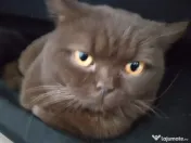 Pui british shorthair blue si brown 