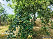 Casa traditionala din lemn, cu sura din piatra, Arcus, Covas 