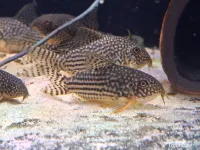 Pești Corydoras Sterbai 