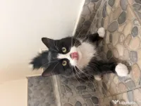 Acest motan are nevoie de un nou stapan 