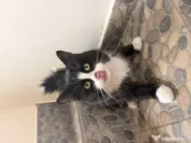 Acest motan are nevoie de un nou stapan