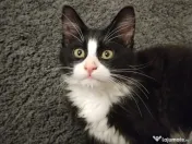 Acest motan are nevoie de un nou stapan 