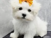 Bichon maltez maltesse alb femela pufoasa 