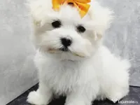 Bichon maltesse alb femela pufoasa 