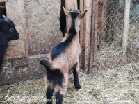 Tapisori și Iedute Alpine Franceze