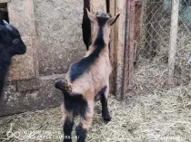 Tapisori și Iedute Alpine Franceze