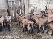 Tapisori și Iedute Alpine Franceze 