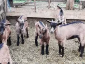 Tapisori și Iedute Alpine Franceze 