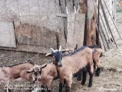 Tapisori și Iedute Alpine Franceze 