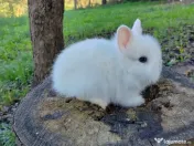 Vând iepuri cap de leu 