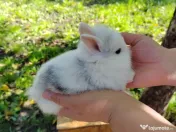 Vând iepuri cap de leu 