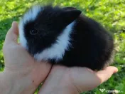 Vând iepuri cap de leu 